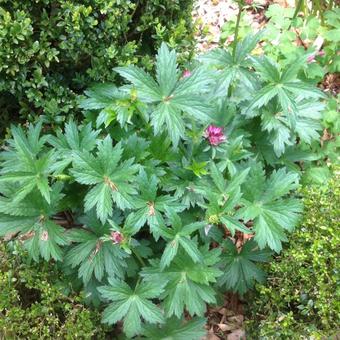 Astrantia major 'Abbey Road'