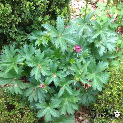 Astrantia major 'Abbey Road' - Astrantia major 'Abbey Road'