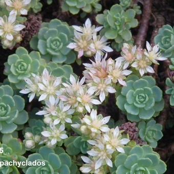 Sedum pachyclados