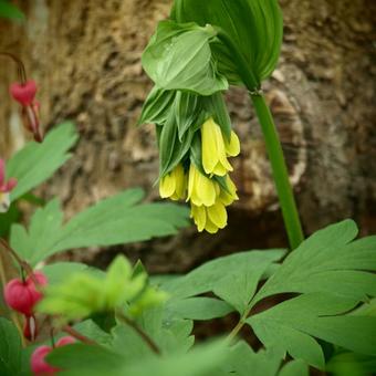 Disporum flavens