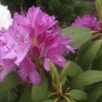 Rhododendron 'Roseum Elegans'