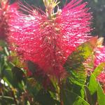 Callistemon laevis - Callistemon citrinus