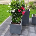 Mandevilla 'SUNDAVILLE Grand Rose'  - 