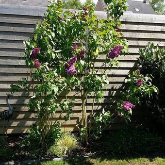 Buddleja davidii