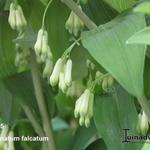 Polygonatum falcatum - 