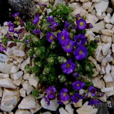 Aubrieta 'Elsa Lancaster' - 