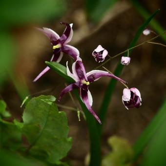 Epimedium acuminatum 'Night Mistress'