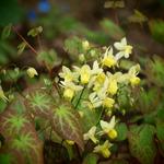 Epimedium x versicolor  'Sulphureum' - Epimedium x versicolor 'Sulphureum'