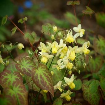 Epimedium x versicolor  'Sulphureum'