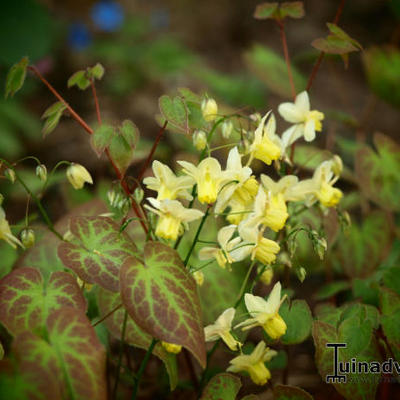 Epimedium x versicolor  'Sulphureum' - 