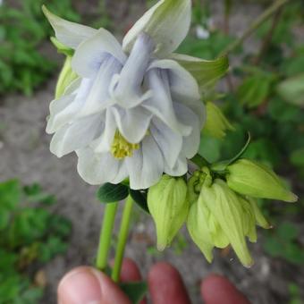 Aquilegia vulgaris 'Green Apples'