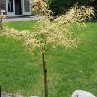 Acer palmatum 'Koto no ito'