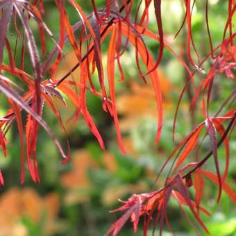 Acer palmatum 'Atrolineare'