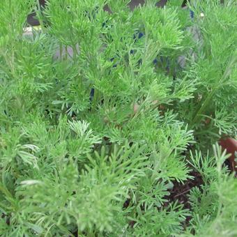 Artemisia abrotanum var. maritima