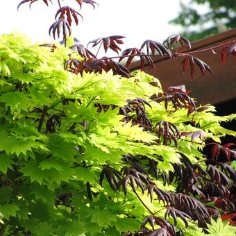 Acer shirasawanum 'Aureum'