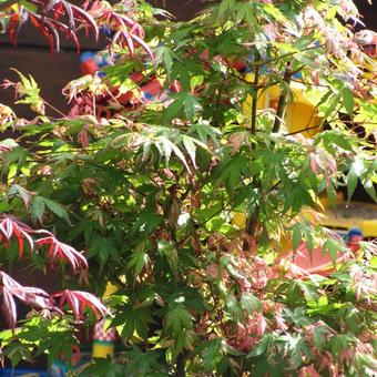 Acer palmatum 'Kasen-nishiki'