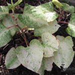 Fallopia japonica 'Variegata' - 