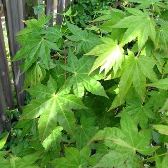 Acer palmatum