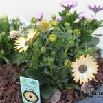 Osteospermum 'SUNNY Amanda' - 