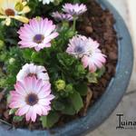 Osteospermum DALINA 'Felicia' - 