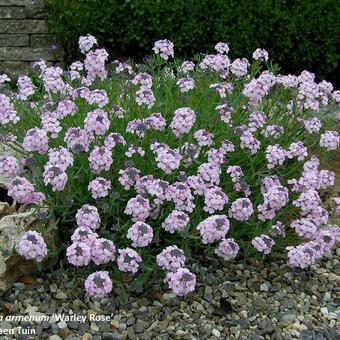 Aethionema armenum 'Warley Rose'