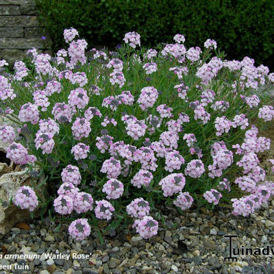 Aethionema armenum 'Warley Rose'