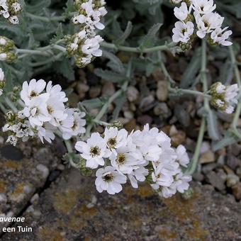 Achillea clavennae