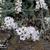 Achillea clavennae