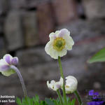 Anemone baldensis - Anémone du mont Baldo