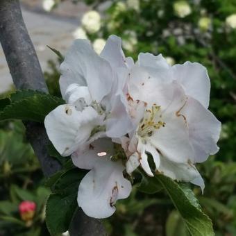 Malus domestica 'Notarisappel'