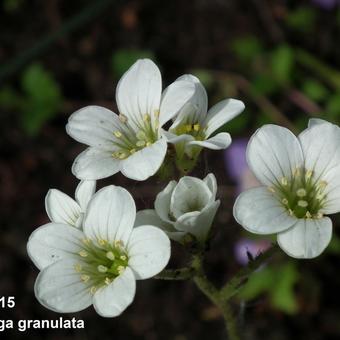 Saxifraga granulata