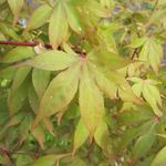 Acer palmatum 'Osakazuki' - Acer palmatum 'Osakazuki'