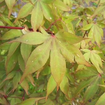 Acer palmatum 'Osakazuki'