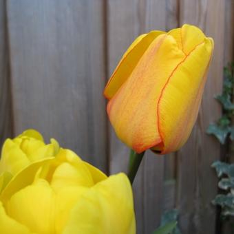 Tulipa 'Blushing Apeldoorn'