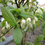 Vaccinium corymbosum 'Goldtraube 23' - Vaccinium corymbosum 'Goldtraube 23'