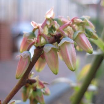 Vaccinium corymbosum 'Goldtraube 23'