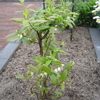 Vaccinium corymbosum 'Goldtraube 23'