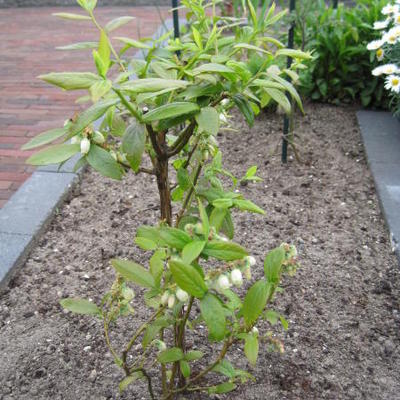 Vaccinium corymbosum 'Goldtraube 23' - Vaccinium corymbosum 'Goldtraube 23'