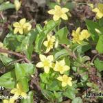 Lysimachia nemorum - Hain-Gilbweiderich