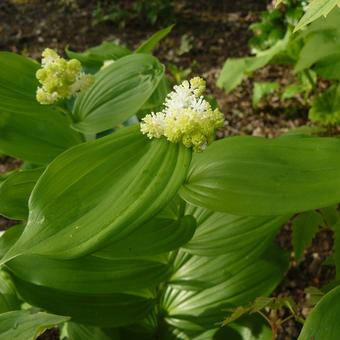 Maianthemum racemosum subsp. amplexicaule 'Emily Moody'