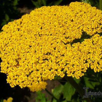 Achillea filipendulina 'Cloth of Gold' - Achillea filipendulina 'Cloth of Gold'