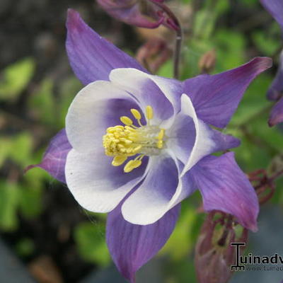 Aquilegia 'Biedermeier' - Aquilegia 'Biedermeier'