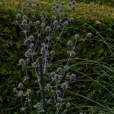 Eryngium planum - Flachblatt-Mannstreu - Eryngium planum