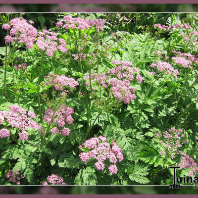 Cerfeuil sauvage - Anthriscus sylvestris