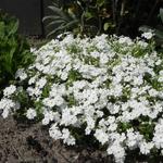 Phlox subulata 'Maischnee' - 