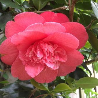 Camellia japonica