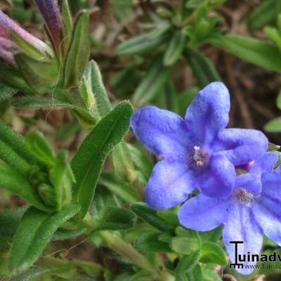 Lithodora diffusa 'Heavenly Blue'