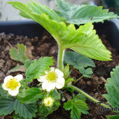 Fragaria vesca 'Alpine Yellow' - 