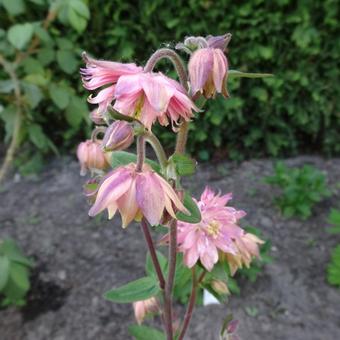 Aquilegia vulgaris 'Rose Barlow'