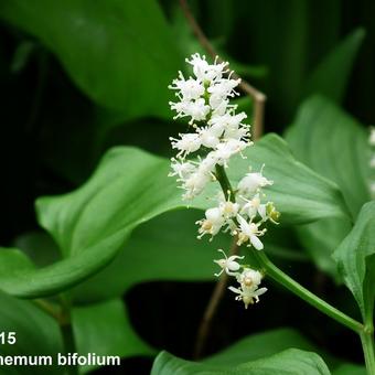 Maianthemum bifolium